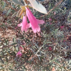 Eremophila latrobei subsp. latrobei at Opalton, QLD - 1 Aug 2023
