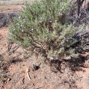 Eremophila bowmanii subsp. latifolia at Opalton, QLD - 1 Aug 2023 12:41 PM