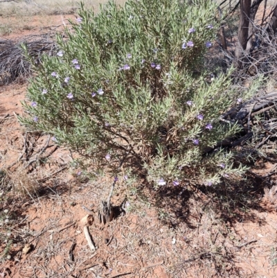 Eremophila bowmanii subsp. latifolia at Opalton, QLD - 1 Aug 2023 by LyndalT