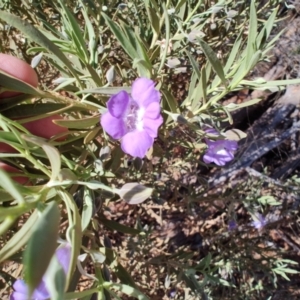 Eremophila bowmanii subsp. latifolia at Opalton, QLD - 1 Aug 2023 12:41 PM