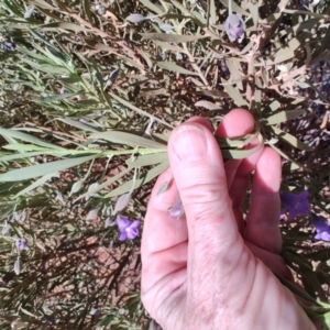 Eremophila bowmanii subsp. latifolia at Opalton, QLD - 1 Aug 2023 12:41 PM