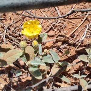Sida cleisocalyx at Opalton, QLD - 1 Aug 2023 12:41 PM