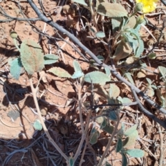 Sida cleisocalyx at Opalton, QLD - 1 Aug 2023 12:41 PM