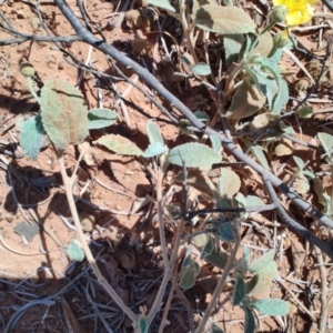 Sida cleisocalyx at Opalton, QLD - 1 Aug 2023 12:41 PM