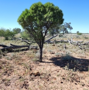 Eremophila mitchellii at Opalton, QLD - 1 Aug 2023 01:18 PM