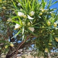 Eremophila mitchellii at Opalton, QLD - 1 Aug 2023 01:18 PM