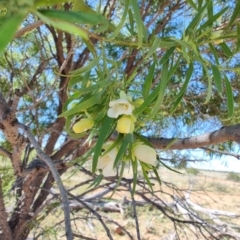 Eremophila mitchellii at Opalton, QLD - 1 Aug 2023