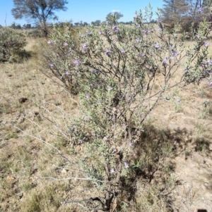 Eremophila bowmanii subsp. latifolia at Opalton, QLD - 1 Aug 2023