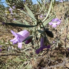 Eremophila bowmanii subsp. latifolia at Opalton, QLD - 1 Aug 2023 01:27 PM