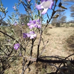 Eremophila bowmanii subsp. latifolia at Opalton, QLD - 1 Aug 2023 01:27 PM