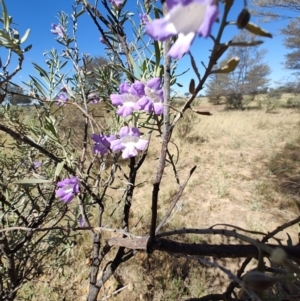 Eremophila bowmanii subsp. latifolia at Opalton, QLD - 1 Aug 2023