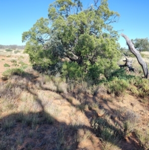 Eremophila mitchellii at Opalton, QLD - 2 Aug 2023 09:15 AM