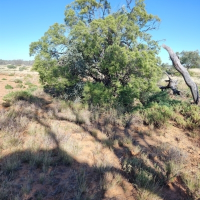 Eremophila mitchellii at Opalton, QLD - 1 Aug 2023 by LyndalT