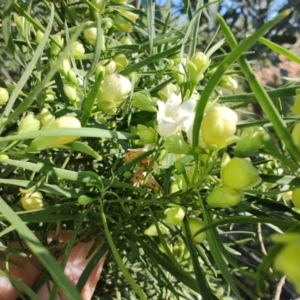 Eremophila mitchellii at Opalton, QLD - 2 Aug 2023 09:15 AM