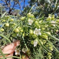 Eremophila mitchellii at Opalton, QLD - 2 Aug 2023 09:15 AM