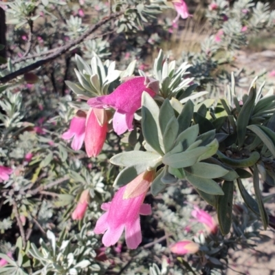 Eremophila latrobei subsp. latrobei at Bladensburg National Park - 1 Aug 2023 by LyndalT