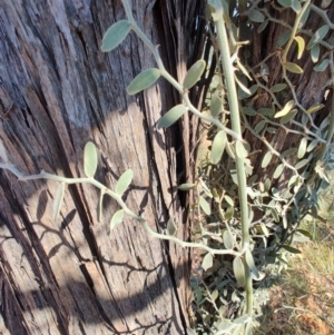 Capparis lasiantha at Opalton, QLD - 2 Aug 2023 10:37 AM