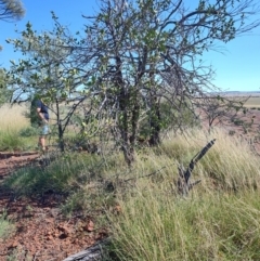 Capparis lasiantha at Opalton, QLD - 2 Aug 2023