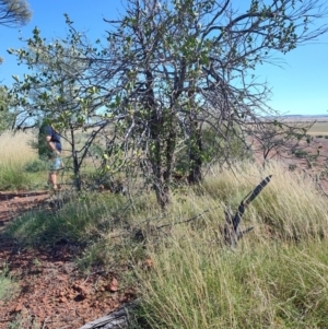 Capparis lasiantha at Opalton, QLD - 2 Aug 2023 10:37 AM