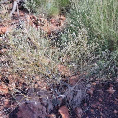 Ptilotus sp. at Opalton, QLD - 2 Aug 2023 by LyndalT