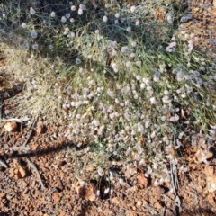 Ptilotus obovatus (Cotton Bush) at Bladensburg National Park - 2 Aug 2023 by LyndalT