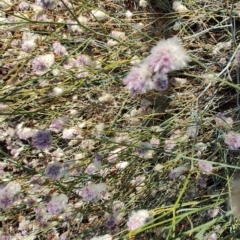 Ptilotus obovatus at Opalton, QLD - 2 Aug 2023 10:37 AM