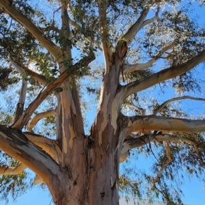 Eucalyptus globulus subsp. bicostata at Parkes, ACT - 11 Oct 2023 03:15 PM