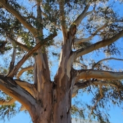 Eucalyptus globulus subsp. bicostata (Southern Blue Gum, Eurabbie) at Parkes, ACT - 11 Oct 2023 by Steve818
