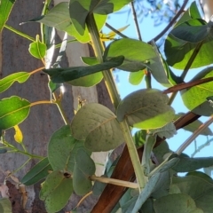 Eucalyptus globulus subsp. bicostata at Parkes, ACT - 11 Oct 2023 03:15 PM