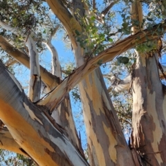 Eucalyptus globulus subsp. bicostata at Parkes, ACT - 11 Oct 2023 03:15 PM