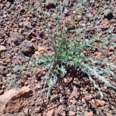 Trichodesma zeylanicum (Camel Bush, Cattle Bush) at Bladensburg National Park - 2 Aug 2023 by LyndalT