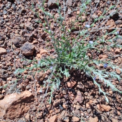 Trichodesma zeylanicum (Camel Bush, Cattle Bush) at Opalton, QLD - 2 Aug 2023 by LyndalT