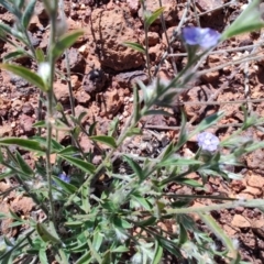 Trichodesma zeylanicum at Opalton, QLD - 2 Aug 2023