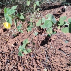 Abutilon leucopetalum (Desert Chinese-lantern, Lantern Bush) at Opalton, QLD - 2 Aug 2023 by LyndalT