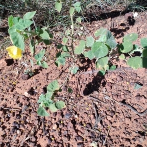 Abutilon leucopetalum at Opalton, QLD - 2 Aug 2023