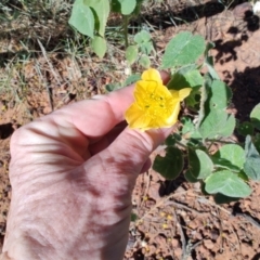 Abutilon leucopetalum at Opalton, QLD - 2 Aug 2023