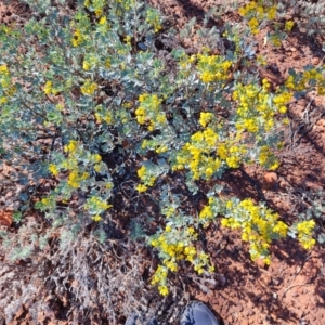 Senna artemisioides at Opalton, QLD - 2 Aug 2023