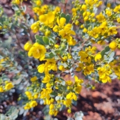 Senna artemisioides at Opalton, QLD - 2 Aug 2023