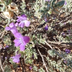 Eremophila cordatisepala at Bladensburg National Park - 2 Aug 2023 by LyndalT