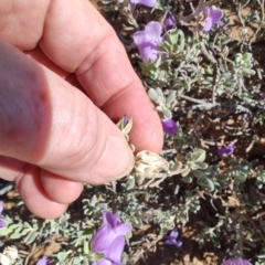 Eremophila cordatisepala at Opalton, QLD - 2 Aug 2023 11:01 AM