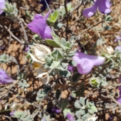 Eremophila cordatisepala at Opalton, QLD - 2 Aug 2023 11:01 AM