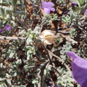 Eremophila cordatisepala at Opalton, QLD - 2 Aug 2023 11:01 AM