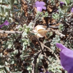 Eremophila cordatisepala at Opalton, QLD - 2 Aug 2023