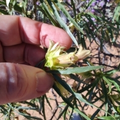 Eremophila alatisepala at Opalton, QLD - 2 Aug 2023 by LyndalT