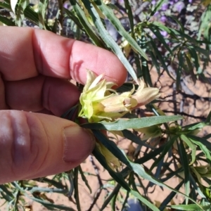 Eremophila alatisepala at Opalton, QLD - 2 Aug 2023 11:02 AM