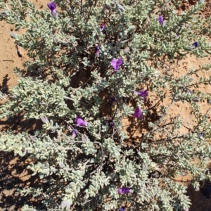 Eremophila cordatisepala at Opalton, QLD - 2 Aug 2023