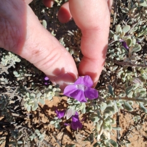 Eremophila cordatisepala at Opalton, QLD - 2 Aug 2023