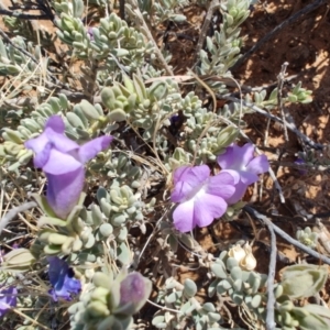 Eremophila cordatisepala at Opalton, QLD - 2 Aug 2023