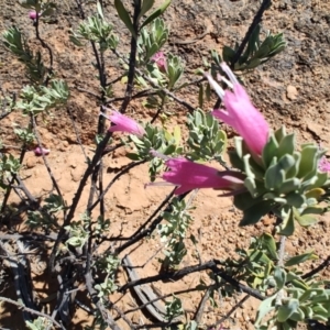 Eremophila latrobei subsp. latrobei at Opalton, QLD - 2 Aug 2023