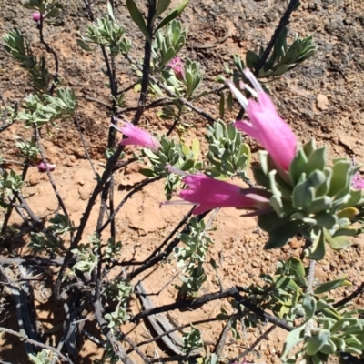 Eremophila latrobei subsp. latrobei at Opalton, QLD - 2 Aug 2023 by LyndalT